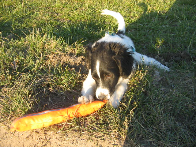 Luke (Border Collie, Jack Russell Terrier) Border Collie Jack Russell Terrier 