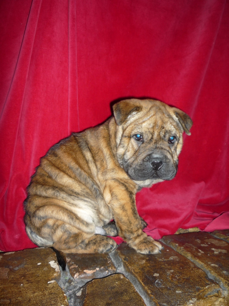 Tiger (English Bulldog, Shar Pei) English Bulldog Shar Pei 