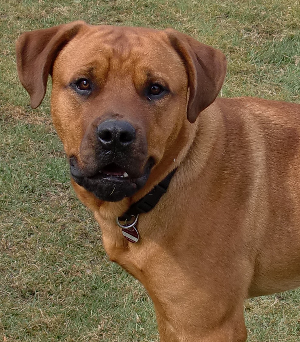 Rocco (Bullmastiff, Rottweiler) Bullmastiff Rottweiler 