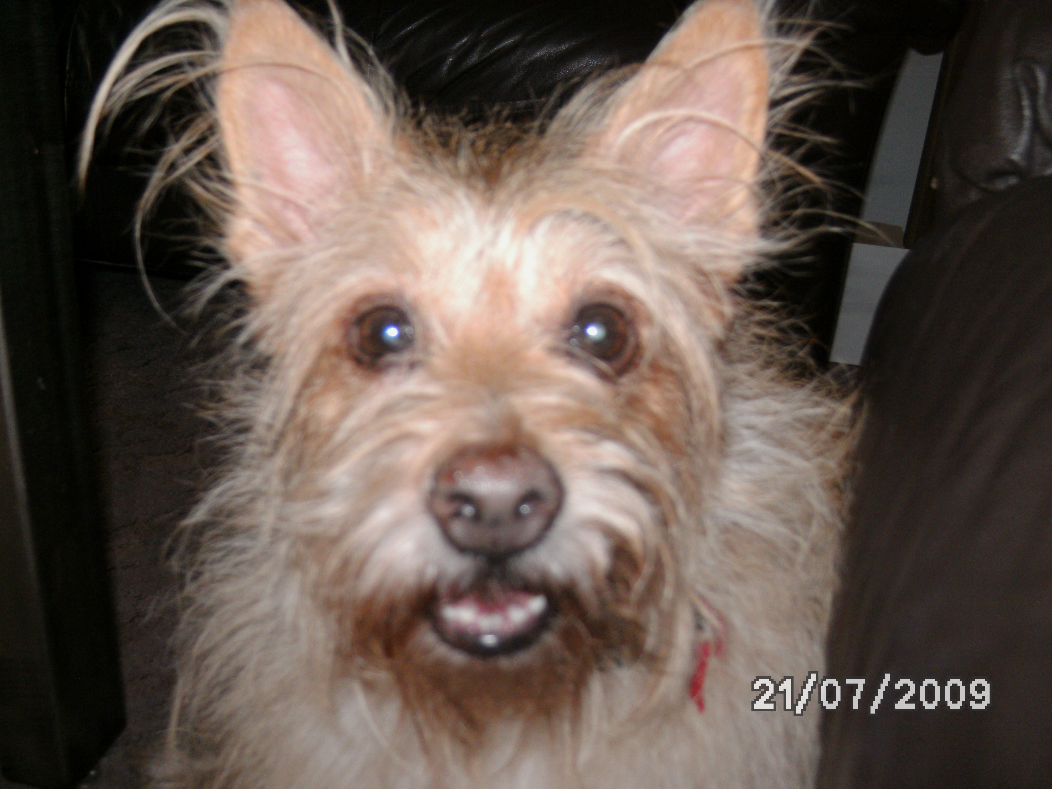 Bärle (Westhighland Terrier, Yorkshire Terrier) Westhighland Terrier Yorkshire Terrier 