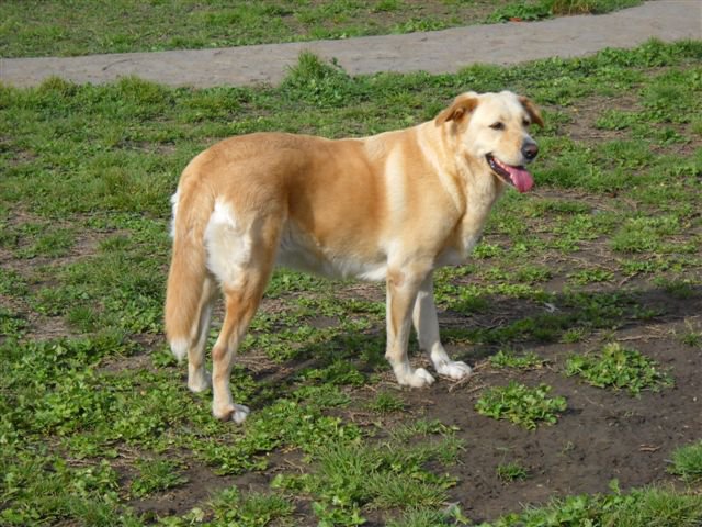 Audrey (Labrador, Unbekannt) Labrador Unbekannt 