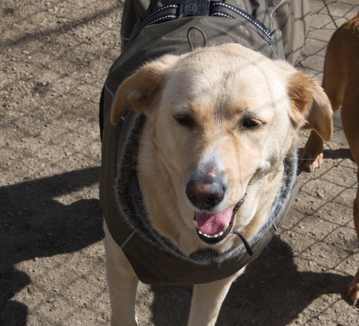 Audrey (Labrador, Unbekannt) Labrador Unbekannt 