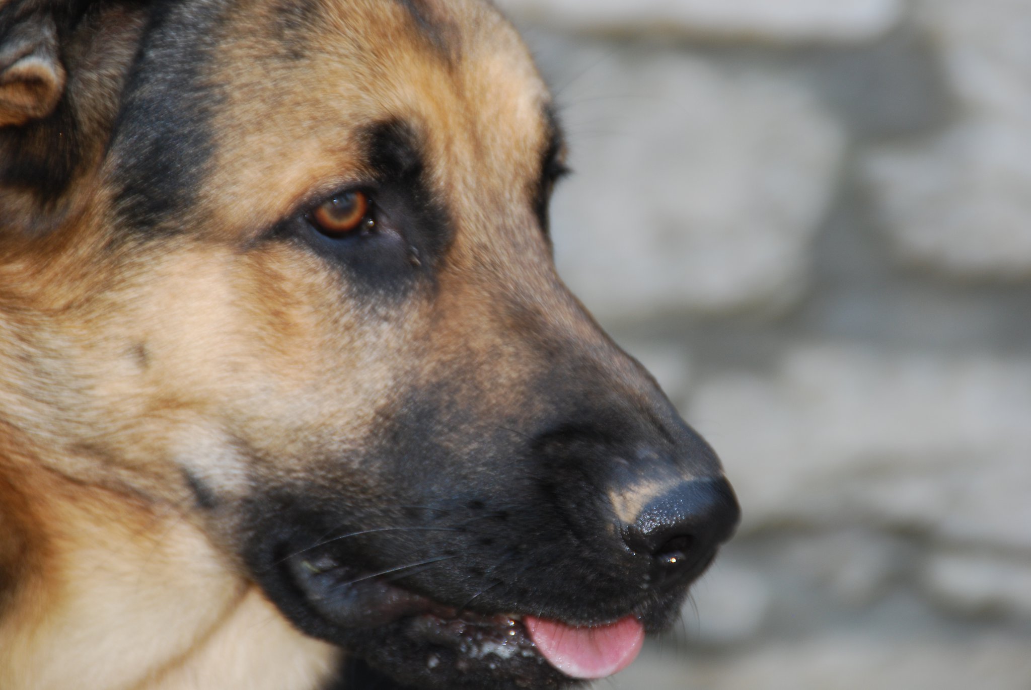 Spike (Deutscher Schäferhund, Unbekannt) Deutscher Schäferhund Unbekannt 