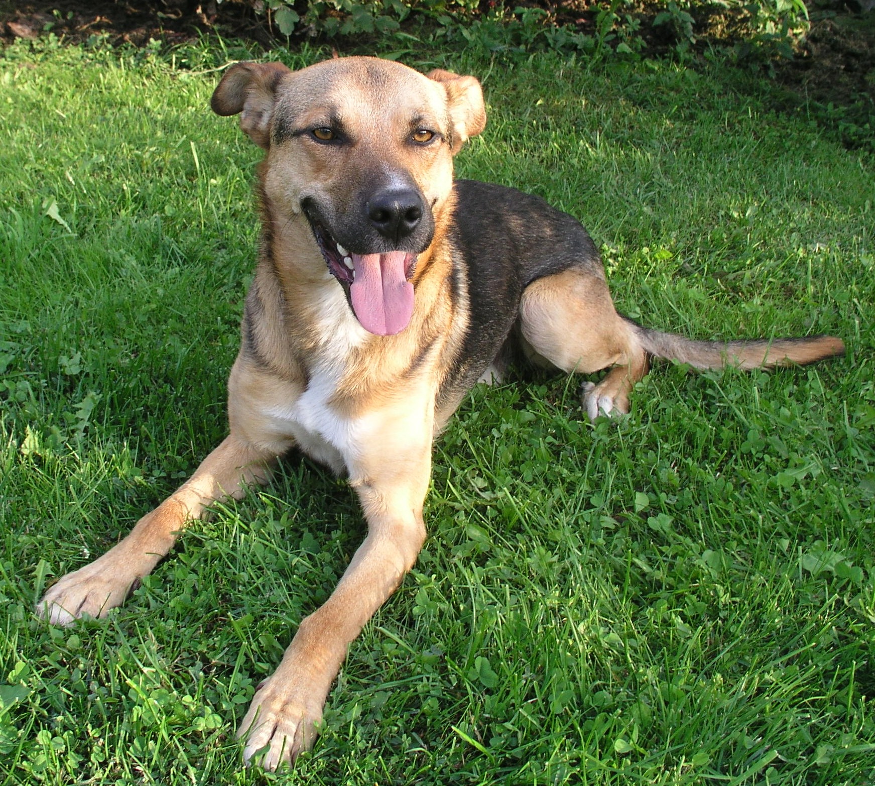 Sammy Border Collie Deutscher Schaferhund Retriever Mischling Mix