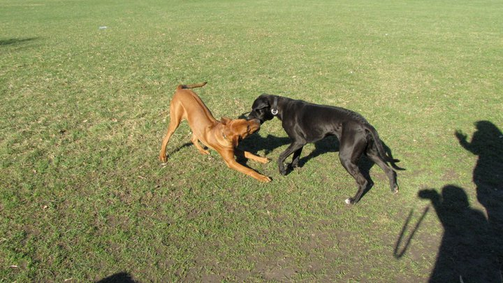 Sam (Labrador, Rhodesian Ridgeback) Labrador Rhodesian Ridgeback 