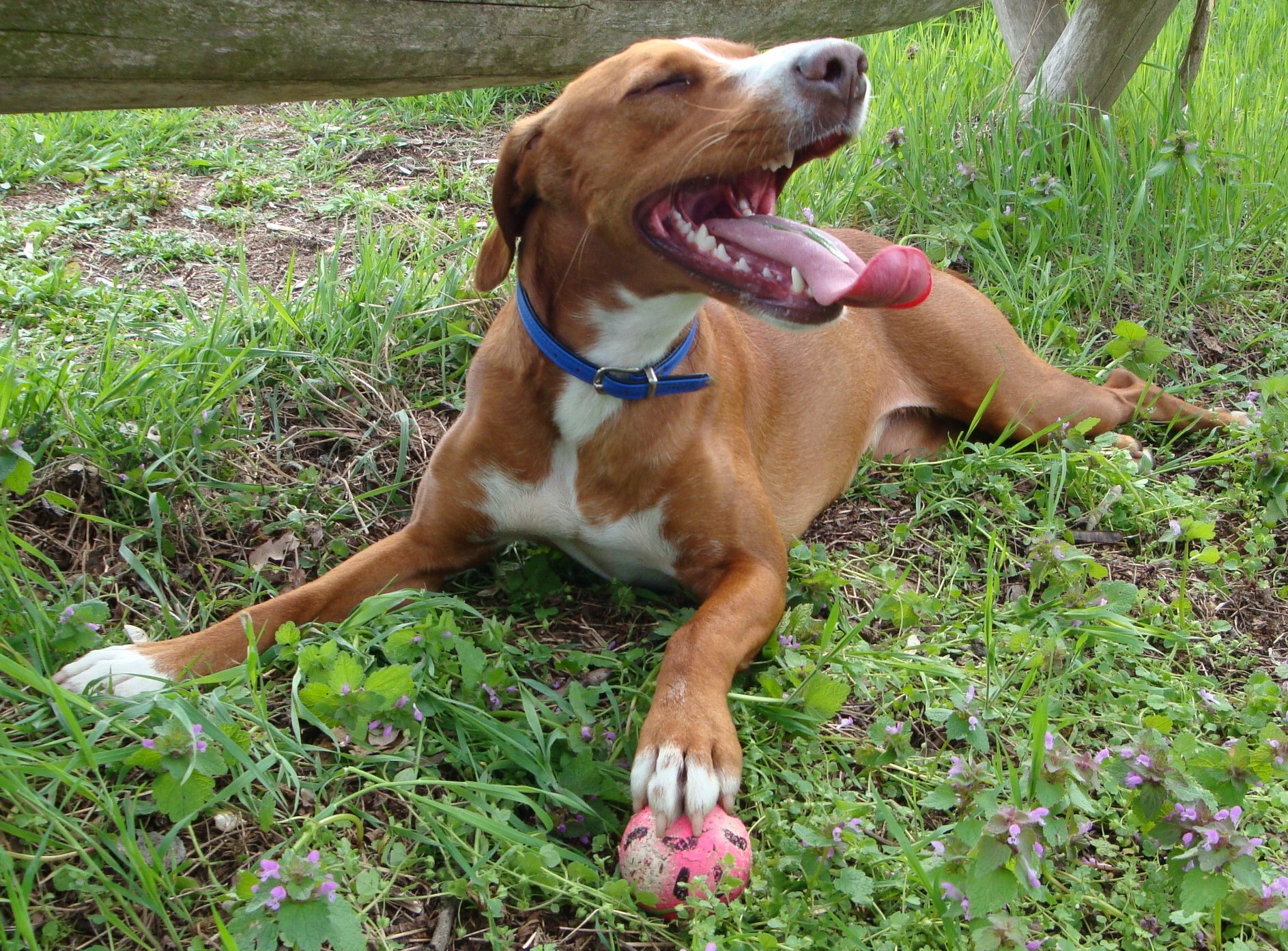 Curly (Irish Setter, Jack Russell Terrier) Irish Setter Jack Russell Terrier 