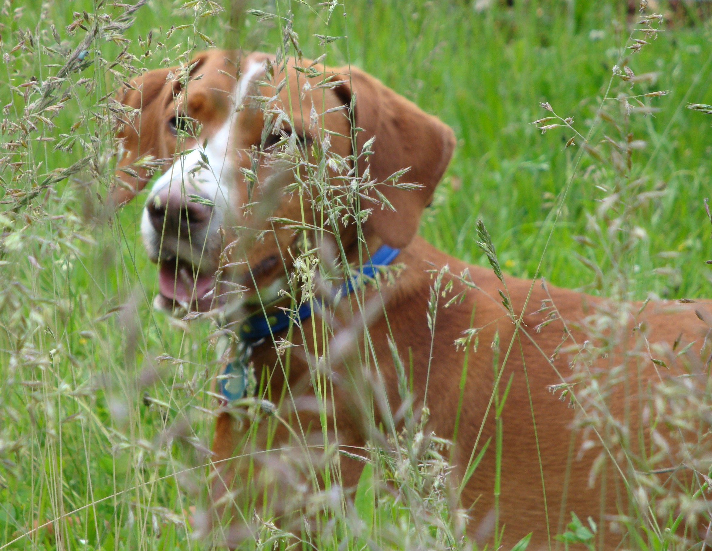 Curly (Irish Setter, Jack Russell Terrier) Irish Setter Jack Russell Terrier 