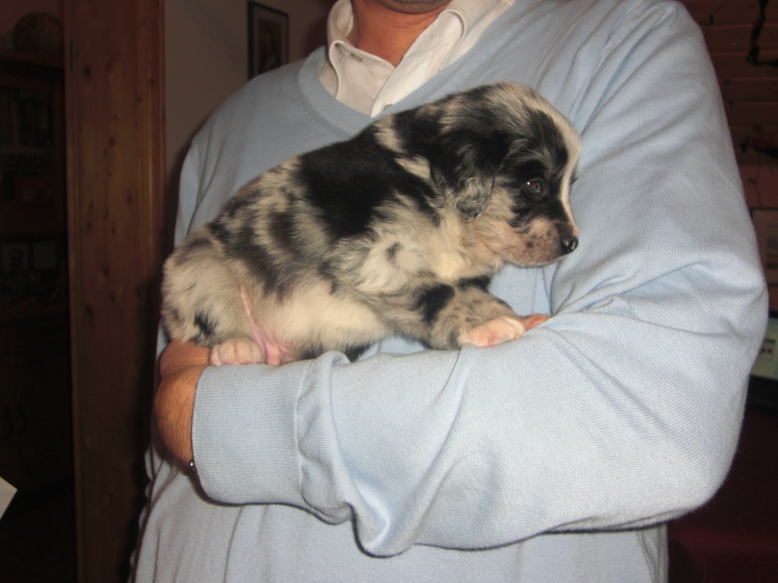 Pepper Australian Shepherd Berner Sennenhund Border Collie