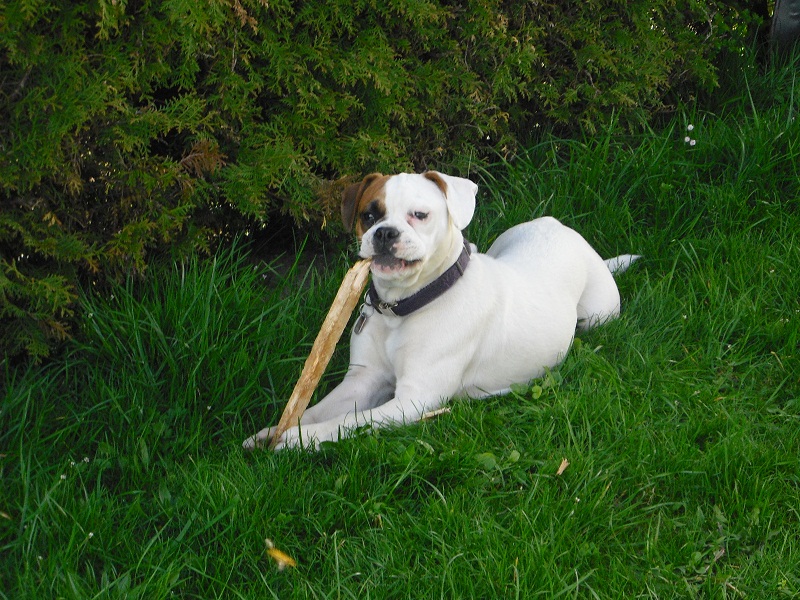 Xenia (Deutscher Boxer, Französische Bulldogge) Deutscher Boxer Französische Bulldogge 