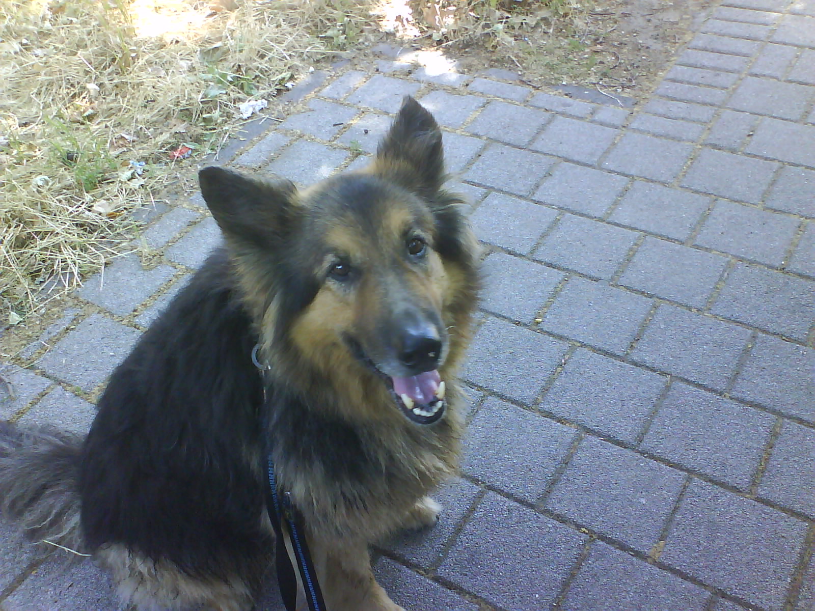 Timmy (Collie, Deutscher Schäferhund) Collie Deutscher Schäferhund 