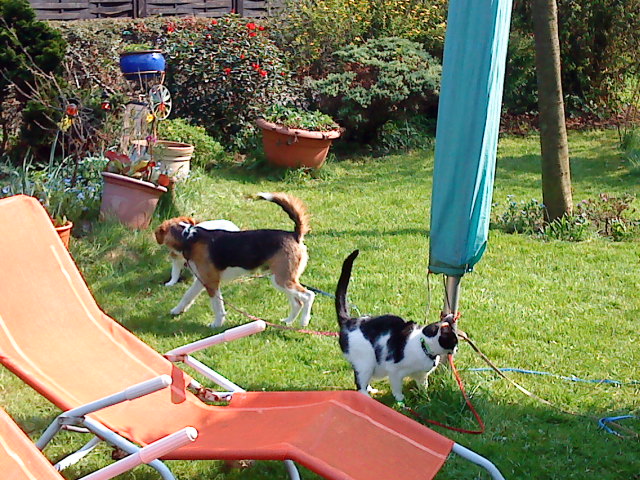 Nilix (Beagle, Foxterrier) Beagle Foxterrier 