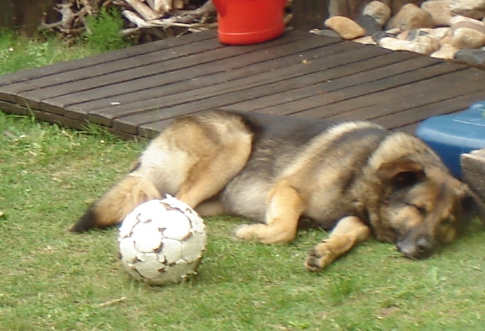 Toni (Deutscher Schäferhund, Unbekannt) Deutscher Schäferhund Unbekannt 