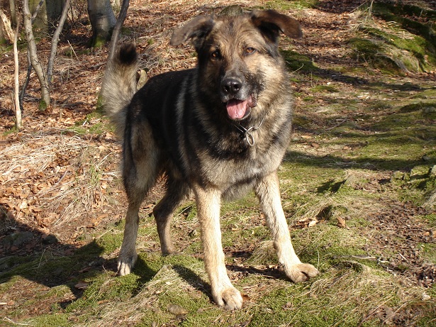 Toni (Deutscher Schäferhund, Unbekannt) Deutscher Schäferhund Unbekannt 