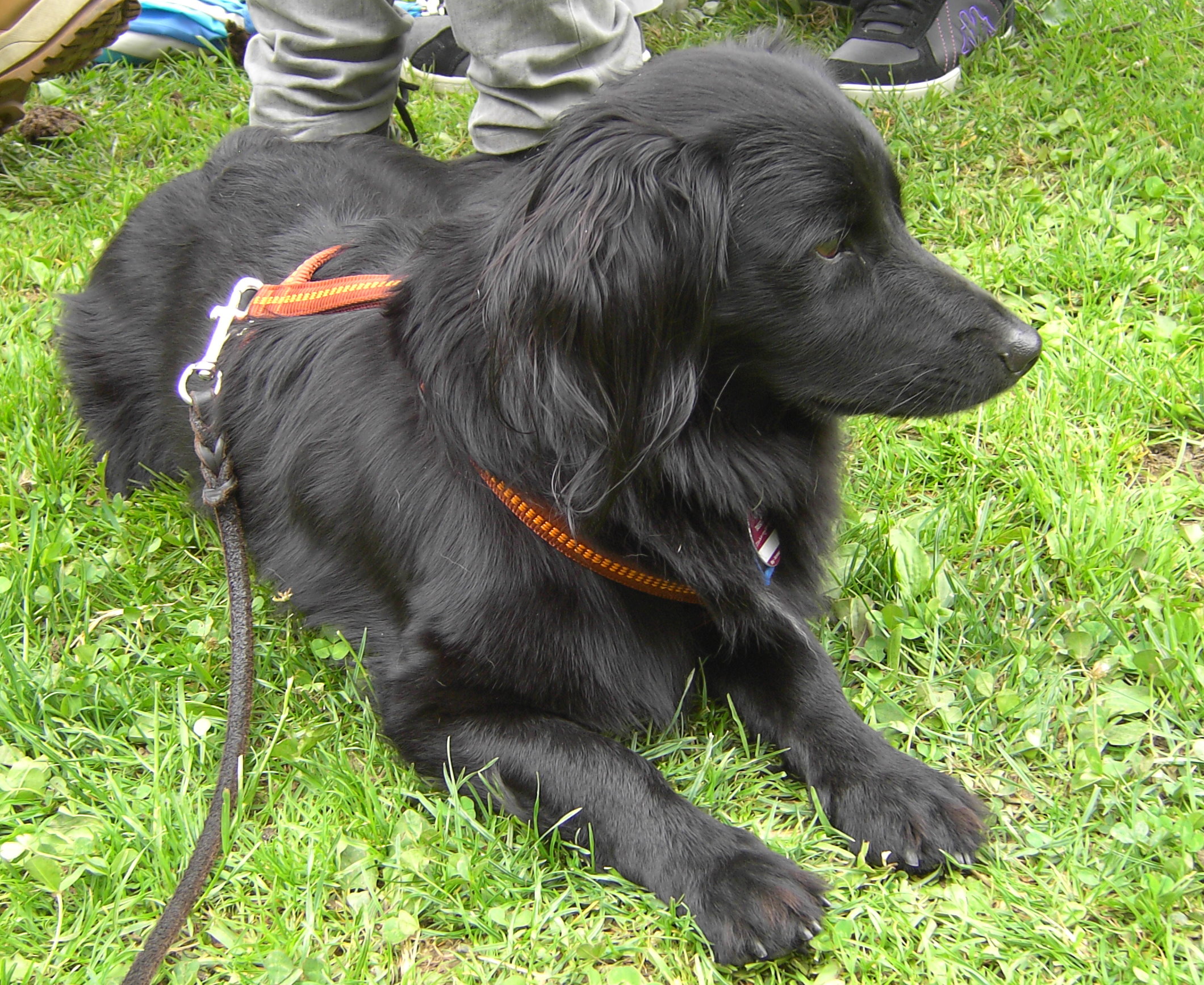 Labrador Retriever And Collie Mix