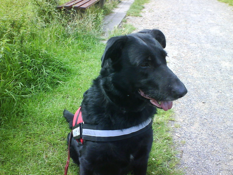 Rex (Deutscher Schäferhund, Labrador) Deutscher Schäferhund Labrador 