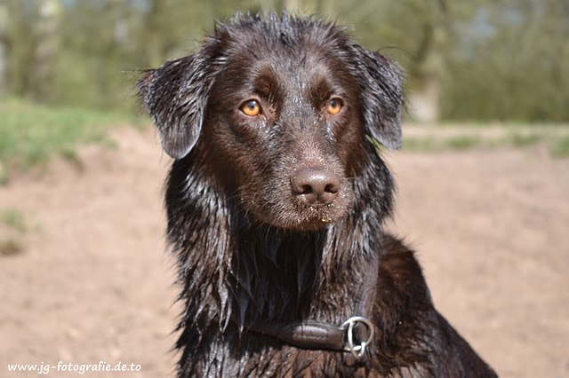 Joice (Australian Shepherd, Labrador) Australian Shepherd Labrador 