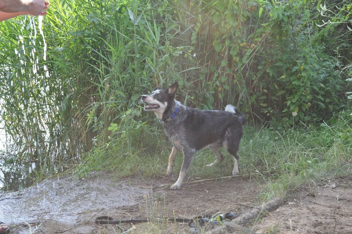 Askar (Australian Cattle Dog, Siberian Husky, Unbekannt) Australian Cattle Dog Siberian Husky Unbekannt 