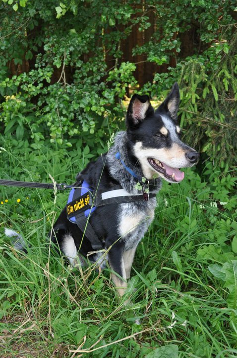 Askar (Australian Cattle Dog, Siberian Husky, Unbekannt) Australian Cattle Dog Siberian Husky Unbekannt 