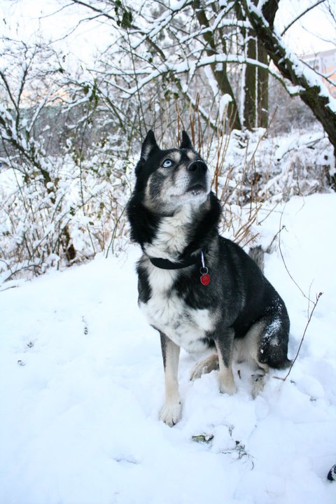 Batim (Deutscher Schäferhund, Siberian Husky) Deutscher Schäferhund Siberian Husky 