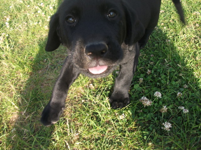 Che (Deutsch Drahthaar, Deutscher Schäferhund, Labrador, Rottweiler) Deutsch Drahthaar Deutscher Schäferhund Labrador Rottweiler 