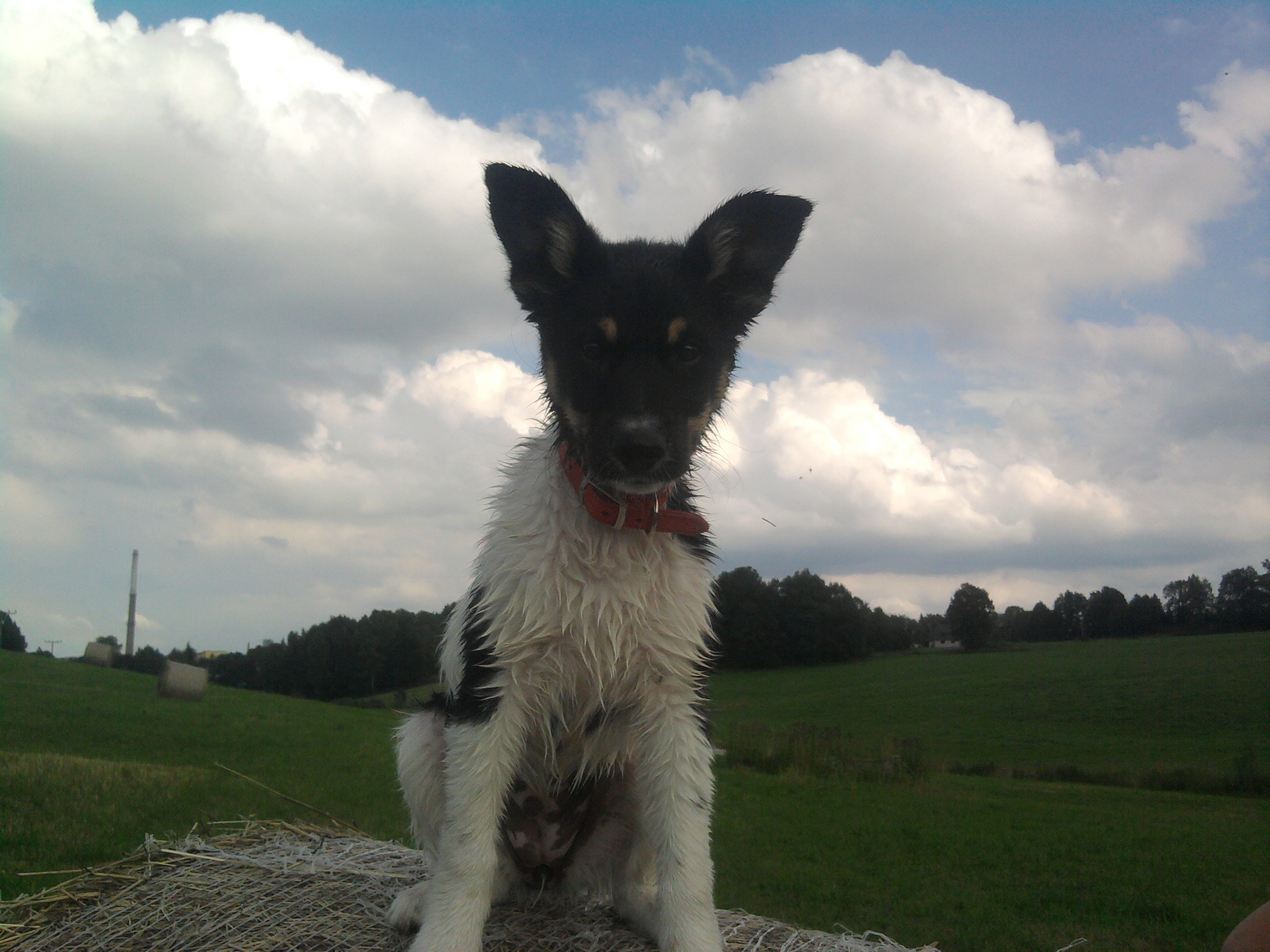 Pünktchen (Collie, Deutscher Schäferhund) Collie Deutscher Schäferhund 