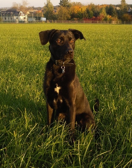 Thyson (Dalmatiner, Labrador) Dalmatiner Labrador 