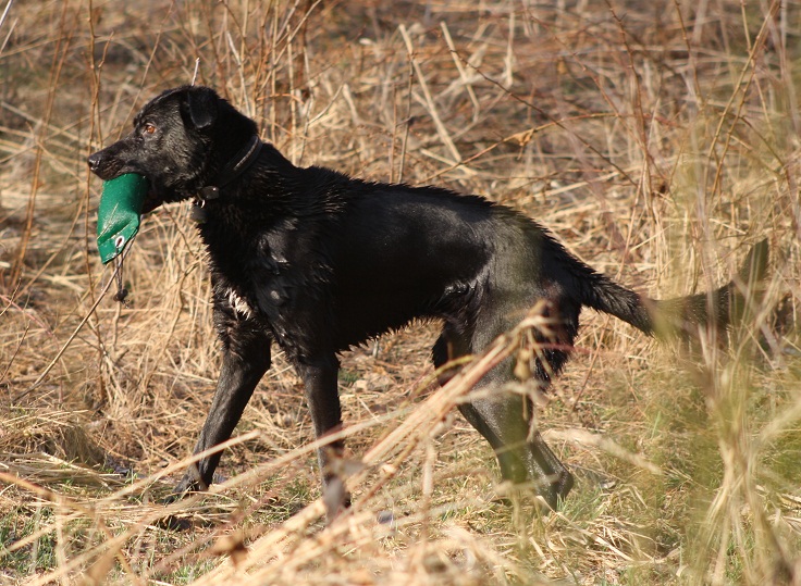 Thyson (Dalmatiner, Labrador) Dalmatiner Labrador 