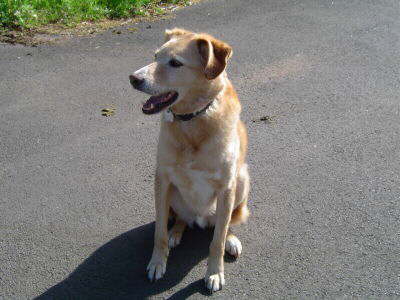 Flo (Golden Retriever, Unbekannt) Golden Retriever Unbekannt 