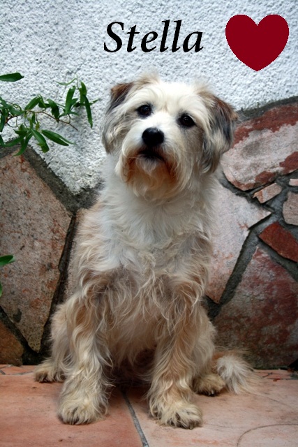 Stella (Kromfohrländer, Parson Russell Terrier, Westhighland Terrier, Zwergpinscher, Zwergschnauzer) Kromfohrländer Parson Russell Terrier Westhighland Terrier Zwergpinscher Zwergschnauzer 