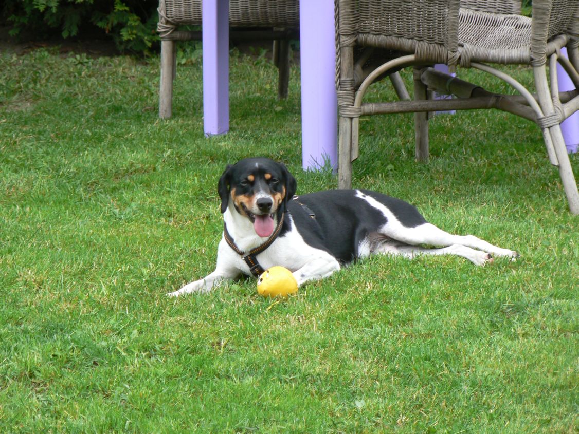 Nele (Berner Sennenhund, Dalmatiner, Parson Russell Terrier) Berner Sennenhund Dalmatiner Parson Russell Terrier 