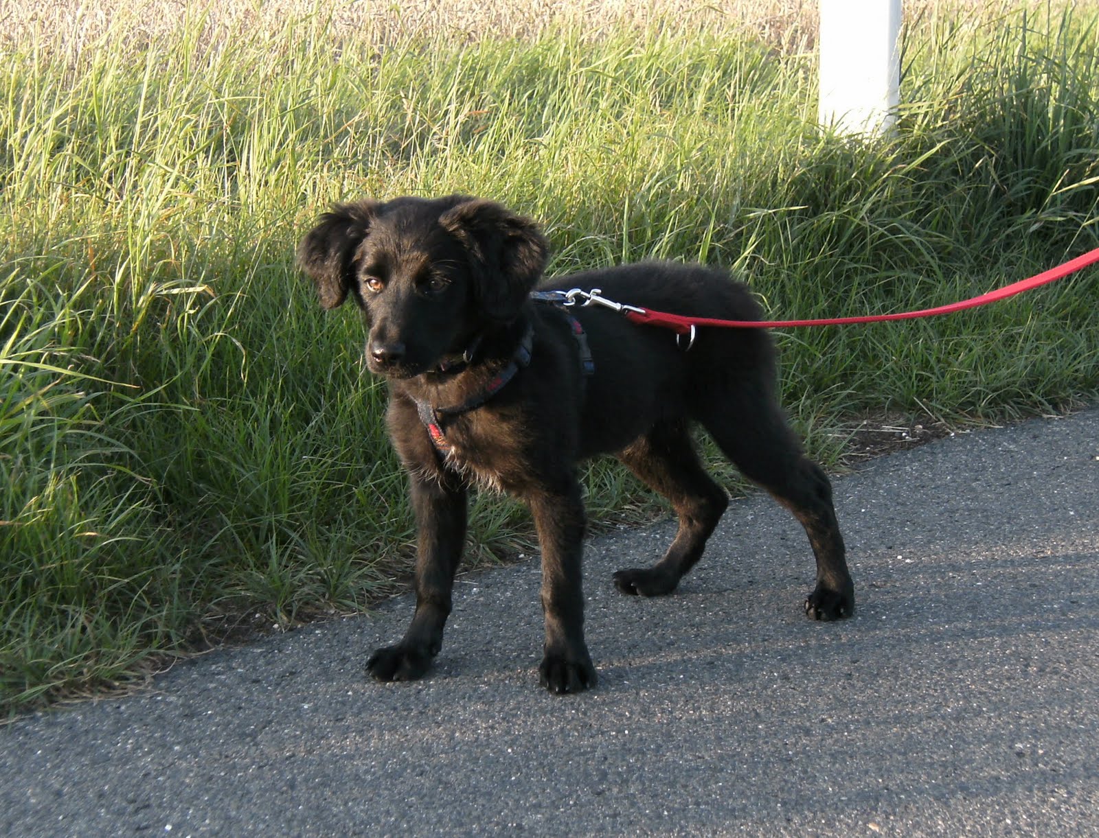 Bella (Labrador, Unbekannt) Labrador Unbekannt 