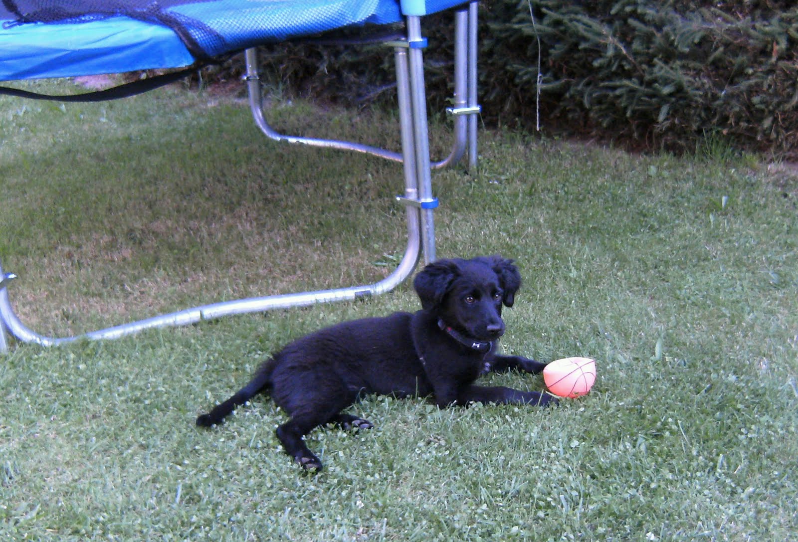 Bella (Labrador, Unbekannt) Labrador Unbekannt 