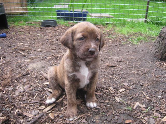 Sookie (Deutscher Boxer, Labrador, Münsterländer) Deutscher Boxer Labrador Münsterländer 