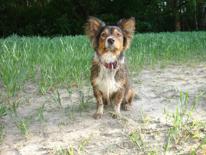 balu (Chihuahua, Jack Russell Terrier, Pinscher) Chihuahua Jack Russell Terrier Pinscher 