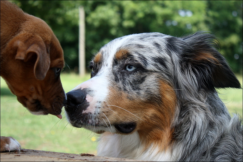 Copper (Australian Shepherd, Deutscher Boxer) Australian Shepherd Deutscher Boxer 