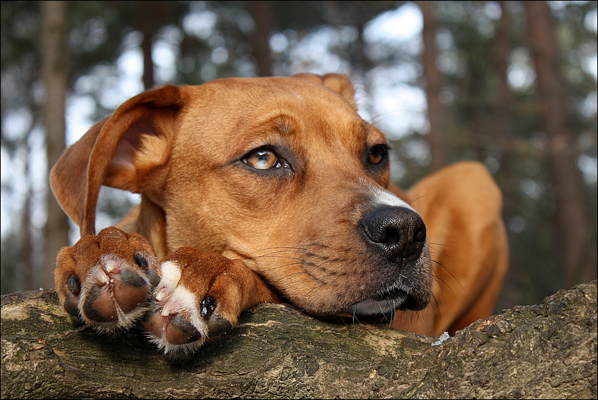 Copper (Australian Shepherd, Deutscher Boxer) Australian Shepherd Deutscher Boxer 