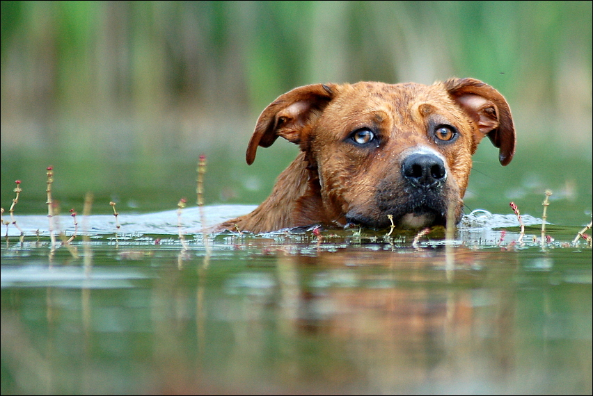 Copper (Australian Shepherd, Deutscher Boxer) Australian Shepherd Deutscher Boxer 