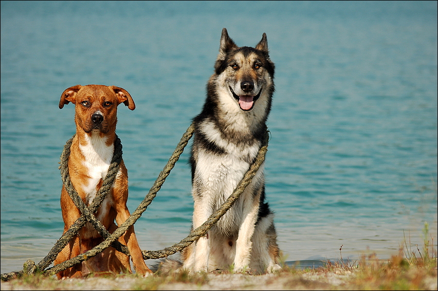 Copper (Australian Shepherd, Deutscher Boxer) Australian Shepherd Deutscher Boxer 