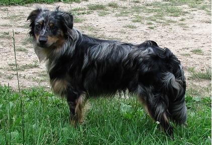 Jaspar (Australian Shepherd, Border Collie, Unbekannt) Australian Shepherd Border Collie Unbekannt 