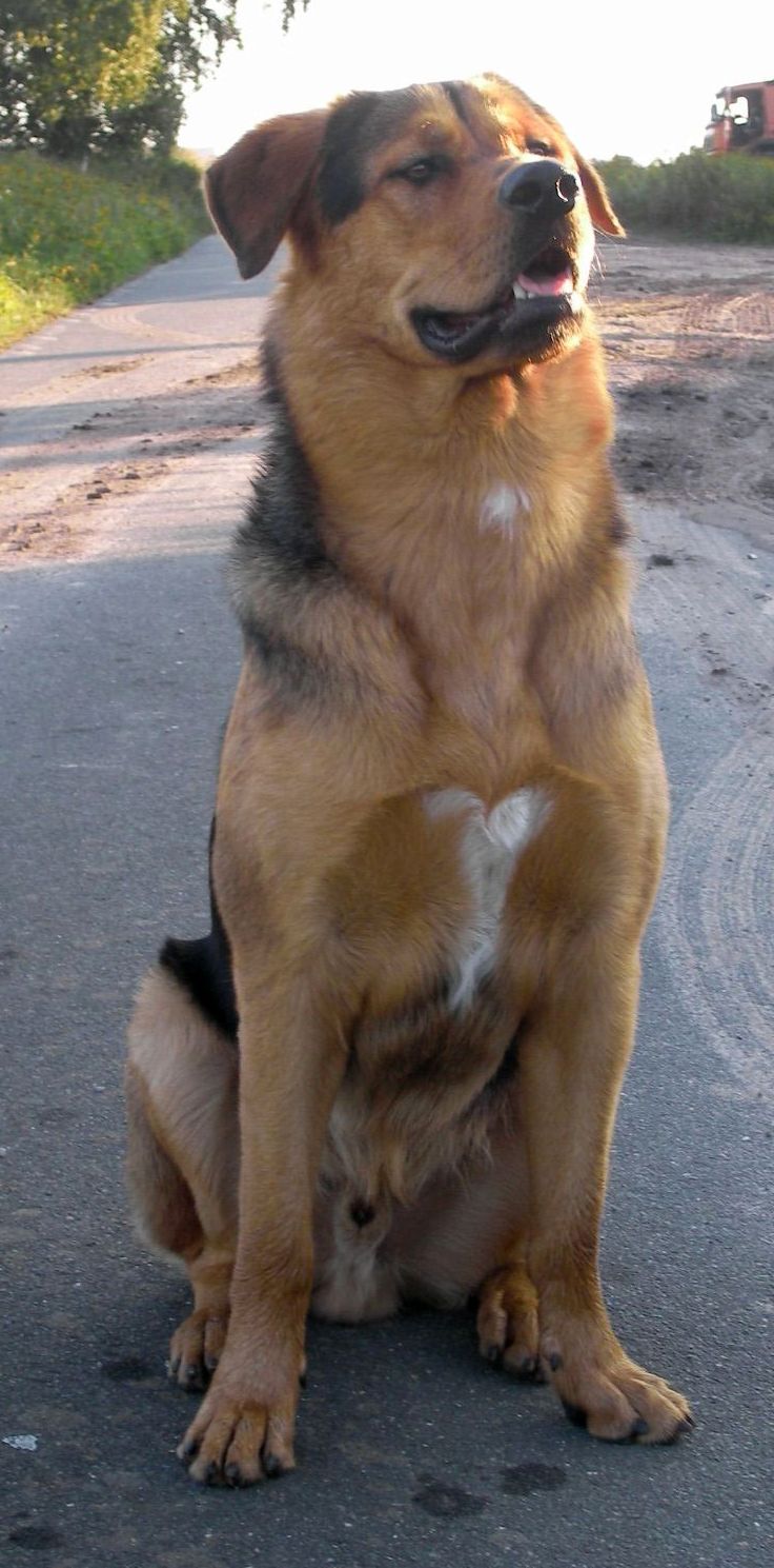 Räuber (Schäferhund, Rottweiler, Retriever, Siberian Husky) Deutscher Schäferhund Retriever Rottweiler Siberian Husky 