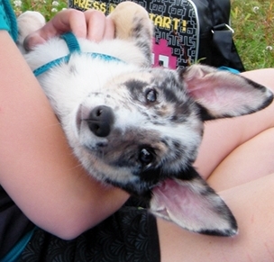 Amy (Australian Shepherd, Jack Russell Terrier) Australian Shepherd Jack Russell Terrier 