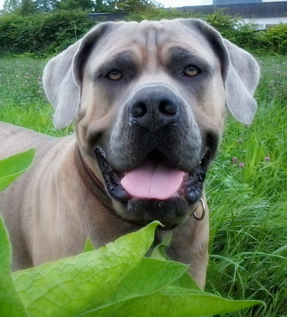 Odin (Cane Corso, Dogo Canario) Cane Corso Dogo Canario 