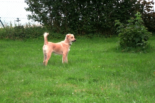 Scully (Unbekannt) Unbekannt 