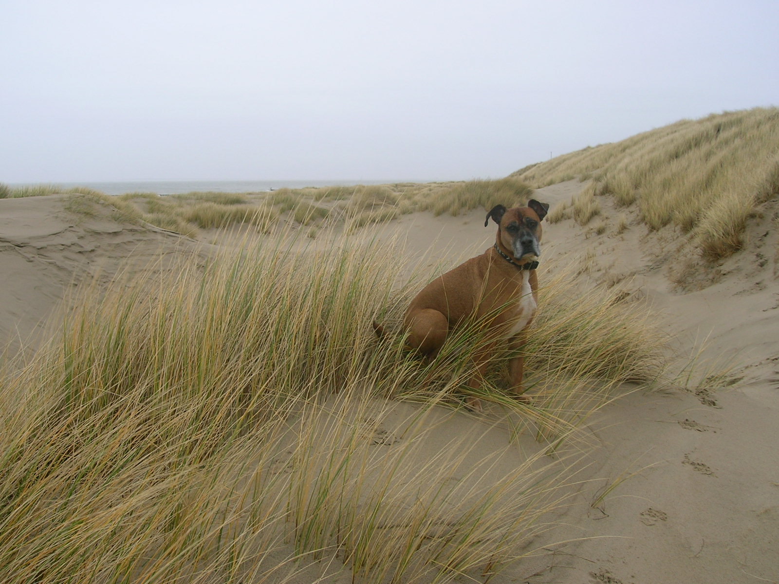 Tequila (Deutscher Boxer, Unbekannt) Deutscher Boxer Unbekannt 