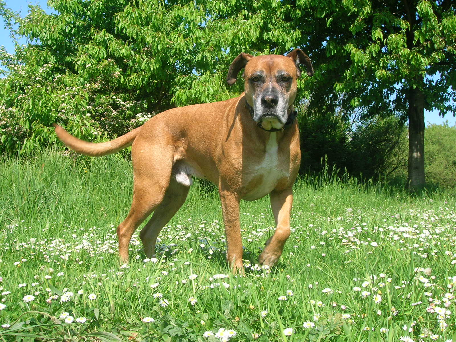 Tequila (Deutscher Boxer, Unbekannt) Deutscher Boxer Unbekannt 