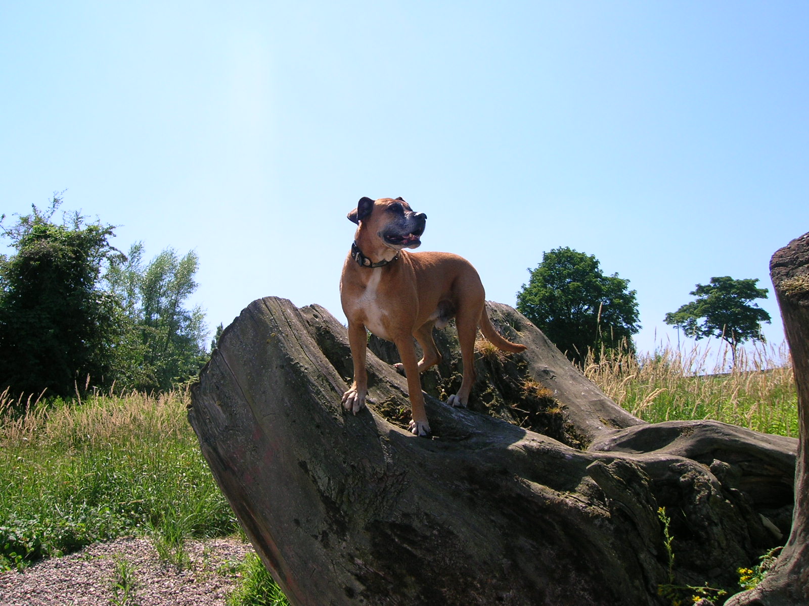 Tequila (Deutscher Boxer, Unbekannt) Deutscher Boxer Unbekannt 