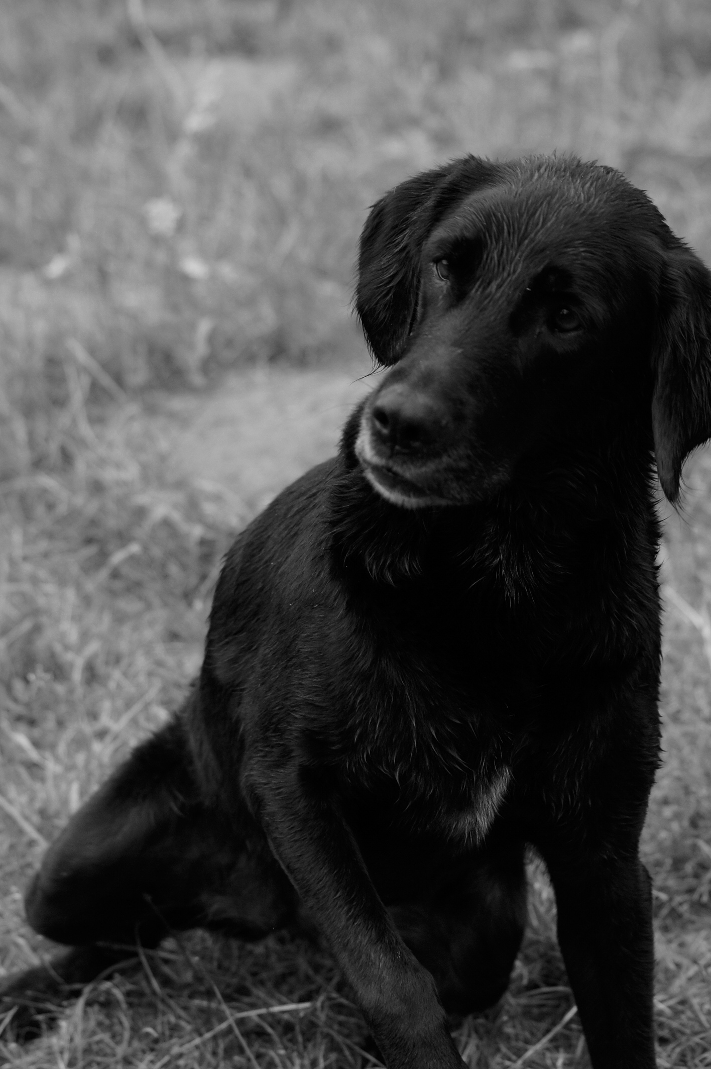 Dira (Labrador, Münsterländer) Labrador Münsterländer 