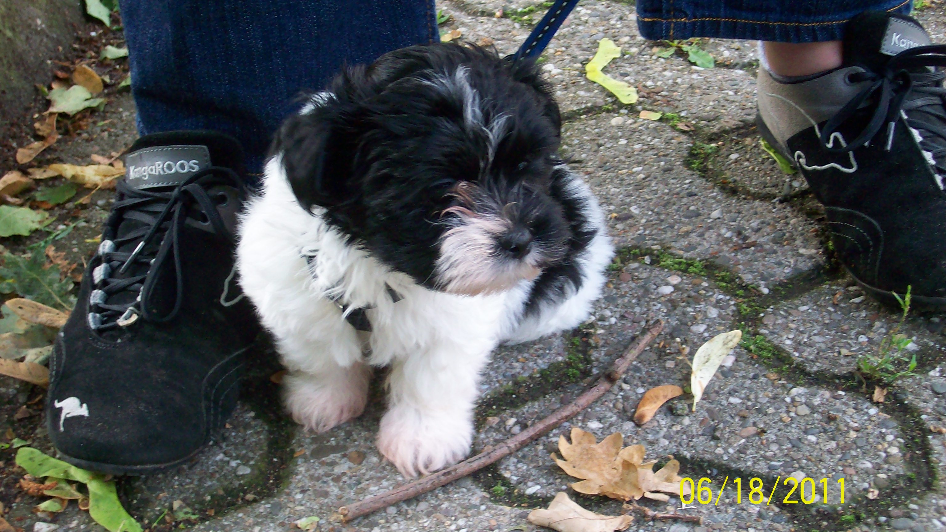 Ayla (Shih Tzu, Yorkshire Terrier) Shih Tzu Yorkshire Terrier 