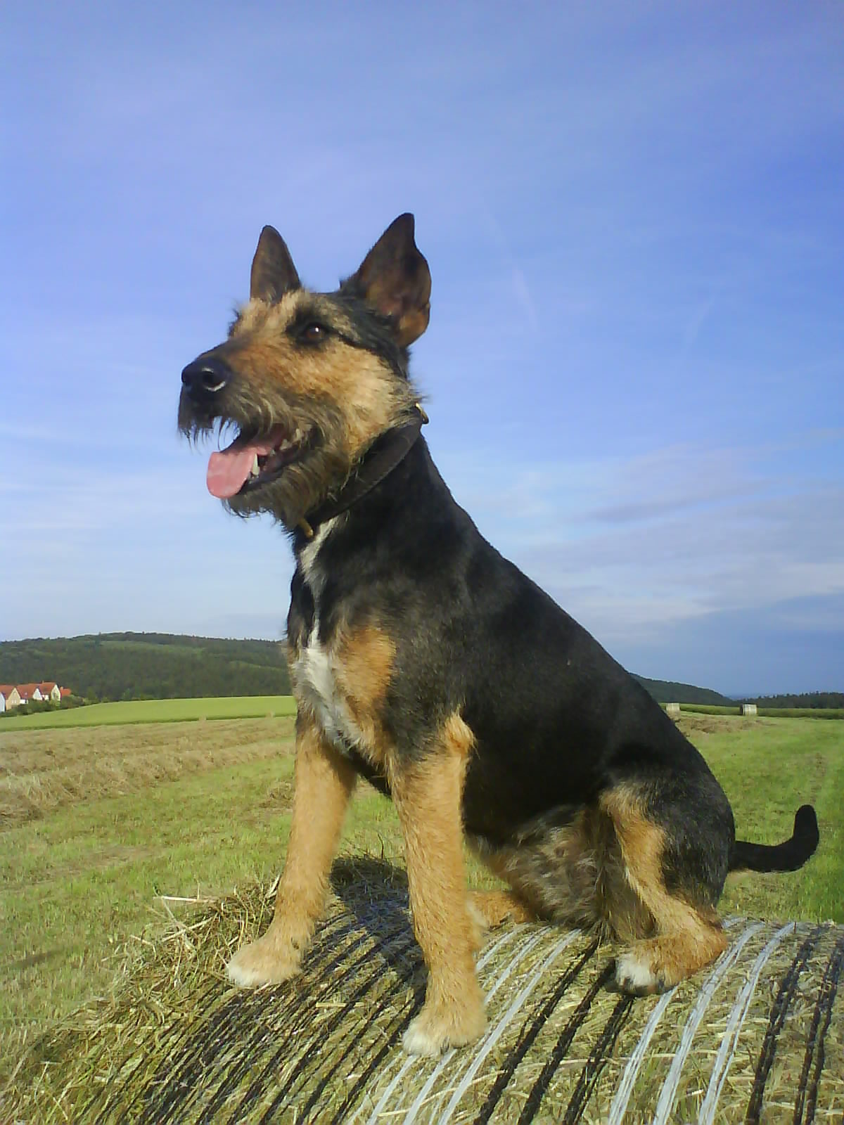 Lucky (Deutscher Jagdterrier, Foxterrier) Deutscher Jagdterrier Foxterrier 