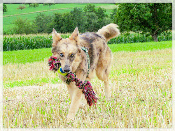 Mila (Deutscher Schäferhund, Siberian Husky) Deutscher Schäferhund Siberian Husky 